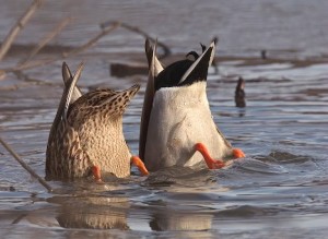 A pair of Mallards feed side by side in Anchorage